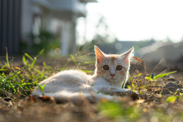 White brown cat play in grass
