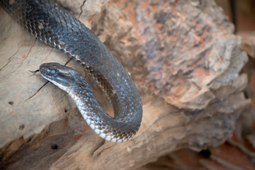 the tiger snake is slithering on a log, it has its tongue out