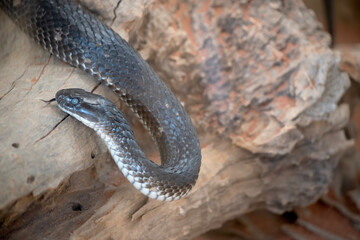 Fototapeta premium the tiger snake is slithering on a log, it has its tongue out