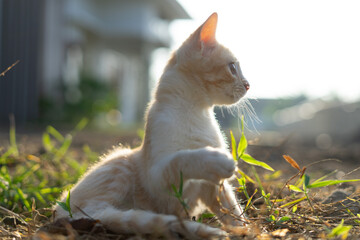 White brown cat play in grass