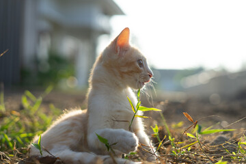 White brown cat play in grass