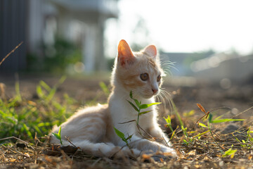 White brown cat play in grass