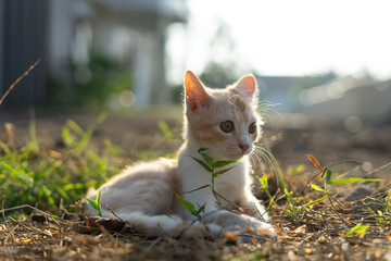 White brown cat play in grass