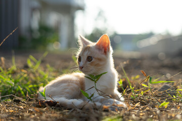 White brown cat play in grass