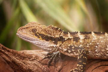 Fototapeta premium The Water Dragon can be identified by a distinctively deep angular head and nuchal crest of spinose scales that joins the vertebral crest extending down the length of its body to the tail.