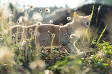 White brown cat play in grass