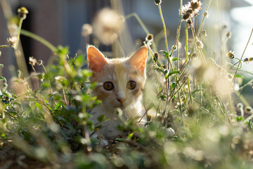 White brown cat play in grass