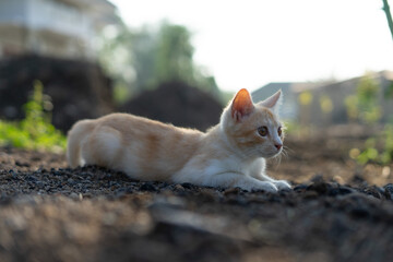 White brown cat play in grass