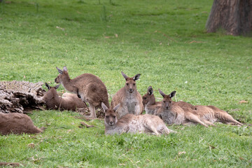 Naklejka na ściany i meble Western grey kangaroos have a finely haired muzzle. They have light to dark-brown fur. Paws, feet and tail tips vary in color from brown to black.