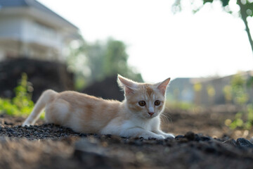White brown cat play in grass