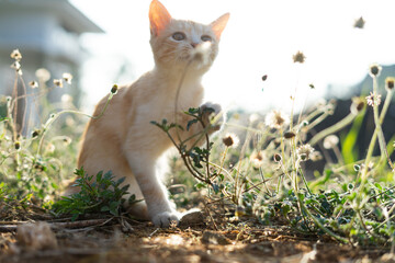 White brown cat play in grass