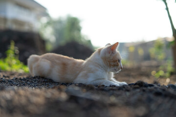 White brown cat play in grass