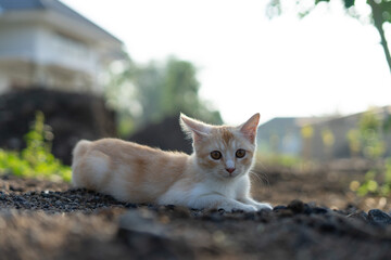 White brown cat play in grass