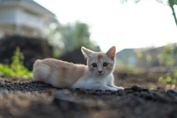 White brown cat play in grass