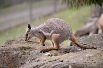 The Yellow-footed Rock-wallaby is brightly coloured with a white cheek stripe and orange ears. It is fawn-grey above with a white side-stripe, and a brown and white hip-stripe.