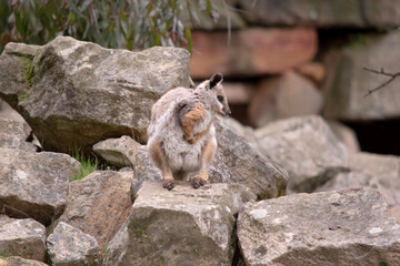The Yellow-footed Rock-wallaby is brightly coloured with a white cheek stripe and orange ears. It is fawn-grey above with a white side-stripe, and a brown and white hip-stripe.