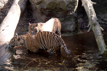 Young tigers have a coat of golden fur with dark stripes, the tiger is the largest wild cat in the...