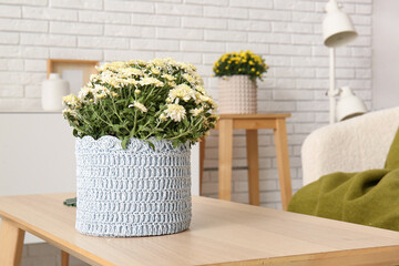 Pot with beautiful chrysanthemum flowers on wooden coffee table in living room, closeup
