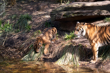 Young tigers have a coat of golden fur with dark stripes, the tiger is the largest wild cat in the...