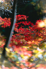 日本の秋の神社の紅葉