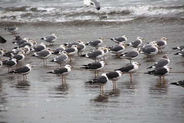 seagulls on the beach