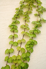 wall and ivy