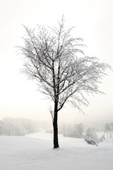 Fototapeta na wymiar snow on the branches