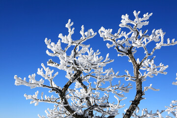 snow on the branches