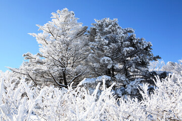 snow on the branches