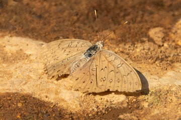 guineafowl butterfly mit ausgebreiteten Flügeln auf dem Boden sitzend