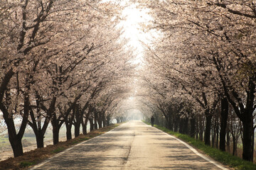 cherry-blossom road