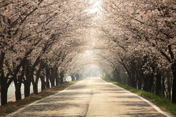 In spring when cherry blossoms are in full bloom