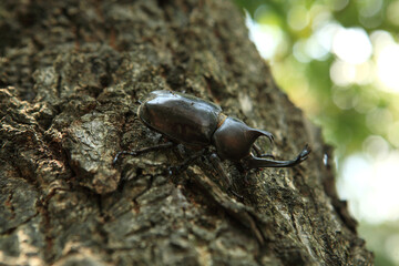 rhinoceros beetle