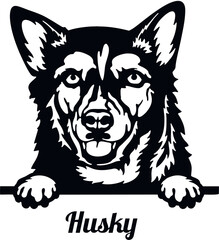 Husky - Color Peeking Dogs - breed face head isolated on white