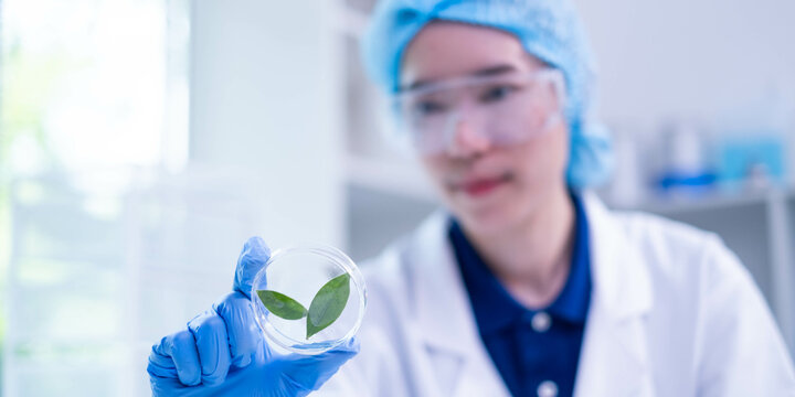 Female scientist working plant biology biotechnology research agriculture experiment laboratory test, hand holding growth eco organic nature green leaf botany herb medicine on petri dish scientific