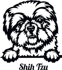 Shih Tzu - Color Peeking Dogs - breed face head isolated on white