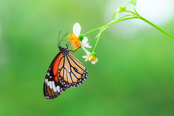 Monarch butterfly on white flower