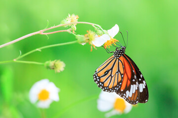 Monarch butterfly on white flower