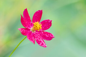 pink cosmos with dew drop