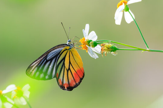 Painted Jezebel. Butterfly on white flower