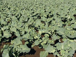 ブロッコリー畑（蕾がなる前）