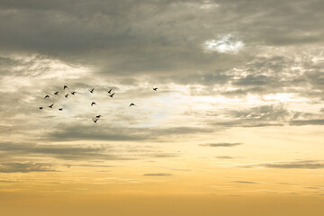 Silhouette of flying birds with sunrise sky.