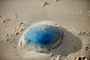 Stranded blue jellyfish, flag jellyfish, dead jellyfish washed up from the sea in the sand on the beach