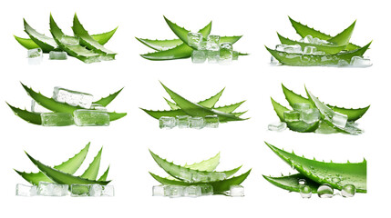 Collection of PNG. Aloe vera isolated on a transparent background.