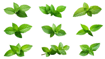 Collection of PNG. Mint leaf isolated on a transparent background. - obrazy, fototapety, plakaty