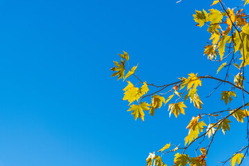 Yellowed leaves of plane tree in front of blue sunny sky in autumn