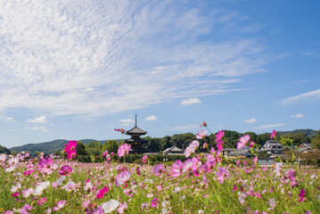 コスモスとお寺