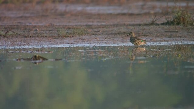 Green Winged or Common teal Duck in pond in Morning