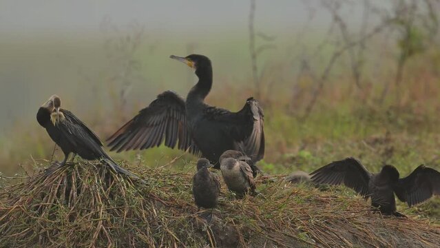 Oriental darter with great Cormorant and Little Cormorants Drying Wings in Wetland in Morning
