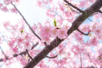 桜の背景